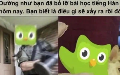 Bộ sưu tập Duolingo meme bá đạo gây sốt khắp mạng xã hội