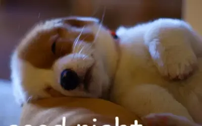 Good night meme vui nhộn lan tỏa năng lượng tích cực
