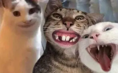 Cười nghiêng ngả với loạt haha meme vui nhộn cực bá đạo