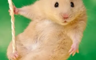 Hamster meme dễ thương khiến ai cũng phải bật cười