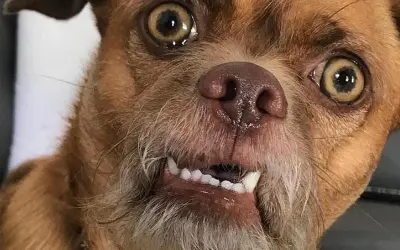 Cười thả ga với bộ sưu tập hình meme cực hài hước
