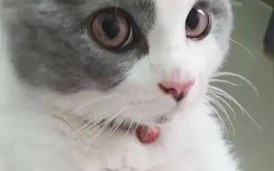 Tổng hợp meme ai biết gì đâu hài hước hot nhất hiện nay