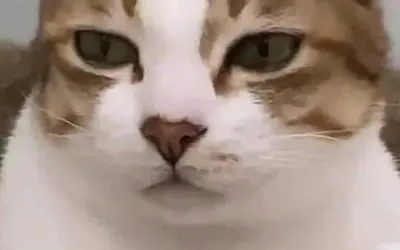 Tổng hợp meme chán siêu hài giúp bạn bật cười mỗi ngày