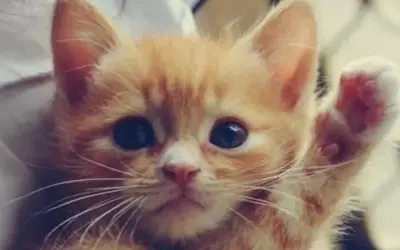 Cười thả ga với loạt meme chào cực dễ thương và dí dỏm