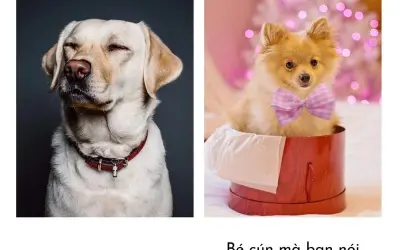 Cười sảng khoái với bộ sưu tập meme chó vui nhộn