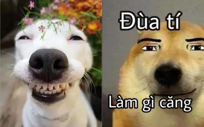 Bộ sưu tập meme cười hài hước khiến bạn bật cười