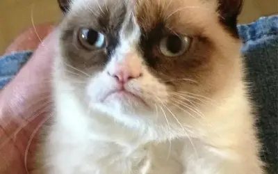 Cười ngất với bộ sưu tập meme cút siêu bá đạo