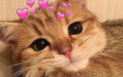 Ảnh meme đáng yêu vui nhộn mang lại tiếng cười mỗi ngày
