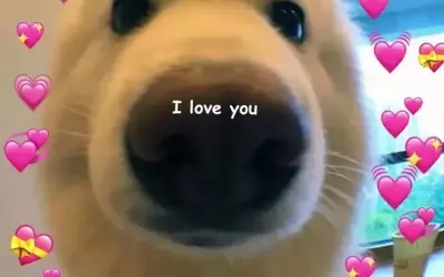 Meme dỗ người yêu hài hước khiến ai xem cũng tan chảy