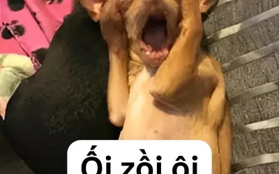 Tổng hợp meme dog ngộ nghĩnh đáng yêu và cực kỳ vui nhộn
