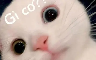 Cười ngất với loạt meme động vật cực đáng yêu và vui