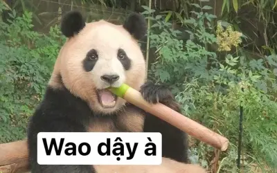 Cười thả ga với bộ sưu tập meme gấu trúc cực dễ thương