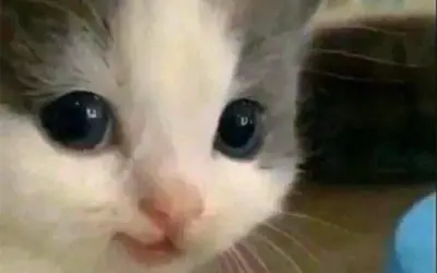 Tổng hợp meme hehe nổi tiếng khiến ai xem cũng thích