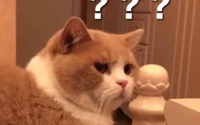 Bộ sưu tập meme hỏi chấm ngộ nghĩnh được yêu thích nhất