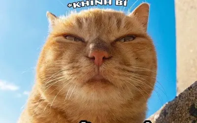 Cười xỉu với loạt meme khinh bỉ bá đạo lan truyền khắp mạng