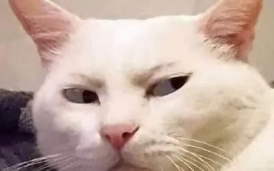 Meme khinh bá đạo dùng để đáp trả cực thâm mà hài hước