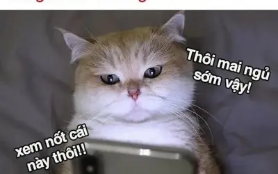 Bộ sưu tập meme mất ngủ cực chất dành cho cú đêm