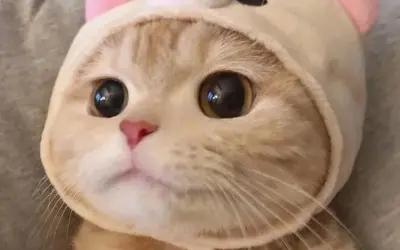 Tuyển chọn meme mèo buồn cảm động chạm đến trái tim