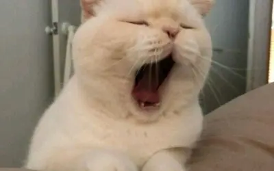 Meme mèo ngủ ngộ nghĩnh khiến bạn tan chảy vì cute