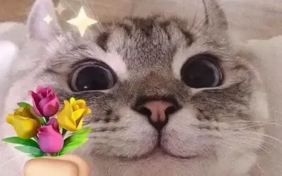 Bộ sưu tập meme mèo tặng hoa siêu đáng yêu hot nhất