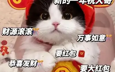 Những meme mèo tết vui nhộn nhất mạng xã hội hiện nay