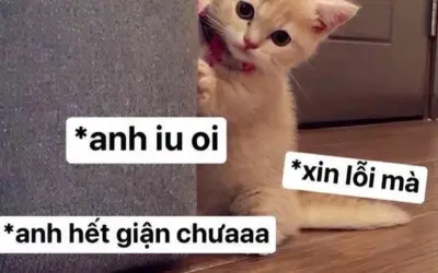 Meme mèo xin lỗi cực dễ thương khiến ai cũng phải tan chảy