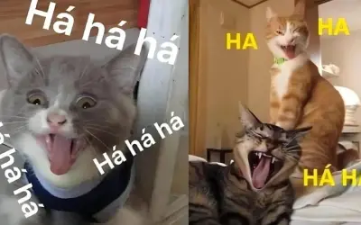 Tổng hợp meme mèo hài hước khiến bạn cười sảng khoái