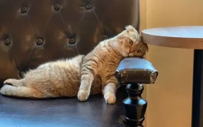Tổng hợp meme mệt mỏi vui nhộn hot nhất hiện nay