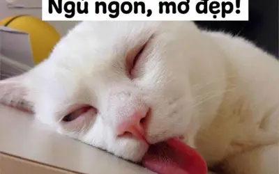 Bộ sưu tập meme ngủ ngon hài hước giúp bạn thư giãn