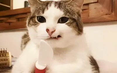 Bộ sưu tập meme nhếch mép hài hước hot nhất mạng xã hội