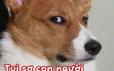 Meme sợ hãi hài hước với biểu cảm cực kỳ chân thật