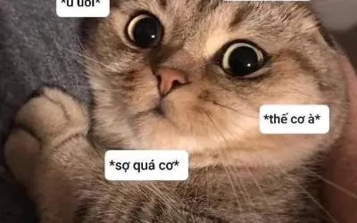 Loạt meme sợ bá đạo được chia sẻ rầm rộ trên mạng