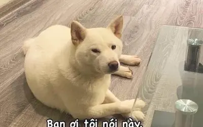 Cười trong nước mắt với loạt meme trầm cảm cực chân thật