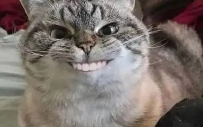 Meme tức giận hài hước giúp bạn xả stress cực hiệu quả