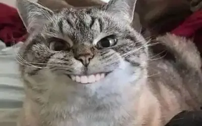 Meme vui độc đáo lan tỏa năng lượng tích cực mỗi ngày