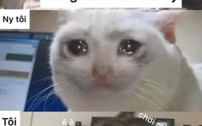 Bộ sưu tập meme xin lỗi hài hước khiến người xem cười
