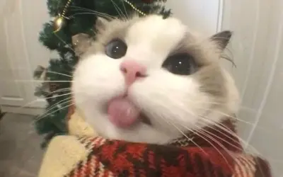 Tổng hợp mèo Noel meme vui nhộn hot nhất mùa lễ