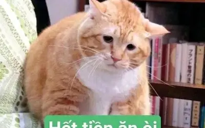 Money meme hot trend khiến dân mạng phát sốt mỗi ngày
