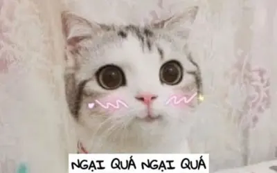 Bộ sưu tập ngại meme hài hước dễ thương hot nhất mạng