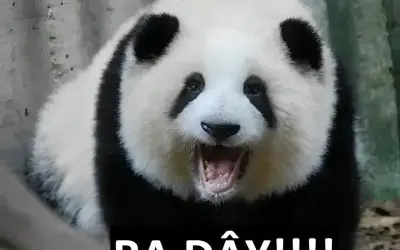 Panda meme vui nhộn với biểu cảm lầy lội siêu dễ thương