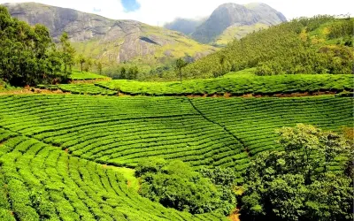 Khám phá vẻ đẹp Ảnh Phong cảnh đồi chè vào sáng sớm