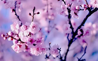 Ảnh phong cảnh hoa anh đào đẹp mê hồn mọi góc nhìn