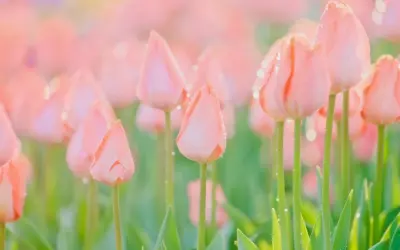 Bộ sưu tập ảnh phong cảnh hoa tulip rực rỡ và sống động