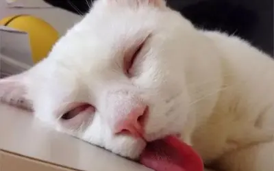 Cười ngất với bộ sưu tập sleep meme siêu hài hước