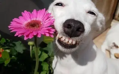 Loạt tặng hoa meme hài hước khiến dân mạng phát cuồng