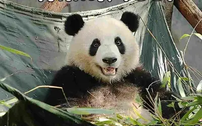 Loạt thank you meme vui nhộn khiến dân mạng thích mê