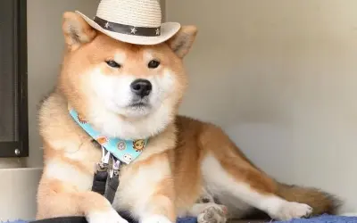 Thưởng thức ảnh avatar chó với biểu cảm vui tươi rạng rỡ