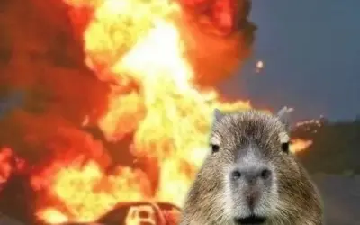 Bộ sưu tập capybara meme bầu bĩnh khó cưỡng lại hoàn hảo