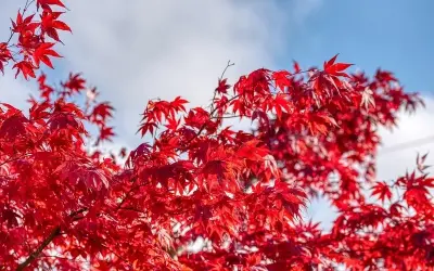 Khám phá những bức lá phong đỏ chất lượng cao tuyệt vời