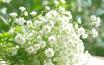 Bộ sưu tập avatar hoa baby đẹp dịu dàng cho mạng xã hội